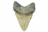 Fossil Megalodon Tooth - North Carolina #274757-2